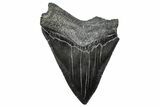 Bargain, Fossil Megalodon Tooth - Serrated Blade #346190-1